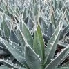 Agave Kerchovei