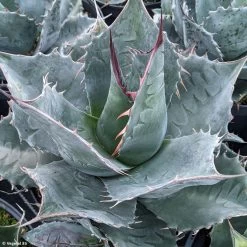 Agave Parrasana - Agave Chou