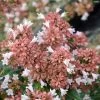 Abelia Raspberry Profusion