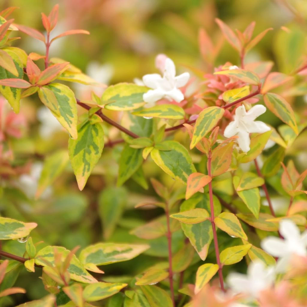 Abélia Grandiflora Kaléidoscope 1 Abélia Grandiflora Kaléidoscope