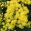 Mimosa - Acacia Dealbata