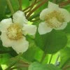 Kiwi Tomuri (mâle) - Actinidia Deliciosa
