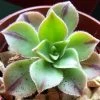 Aeonium Leucoblepharum