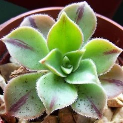 Aeonium Leucoblepharum
