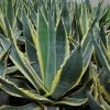 Agave Americana Variegata - Agave D'Amérique