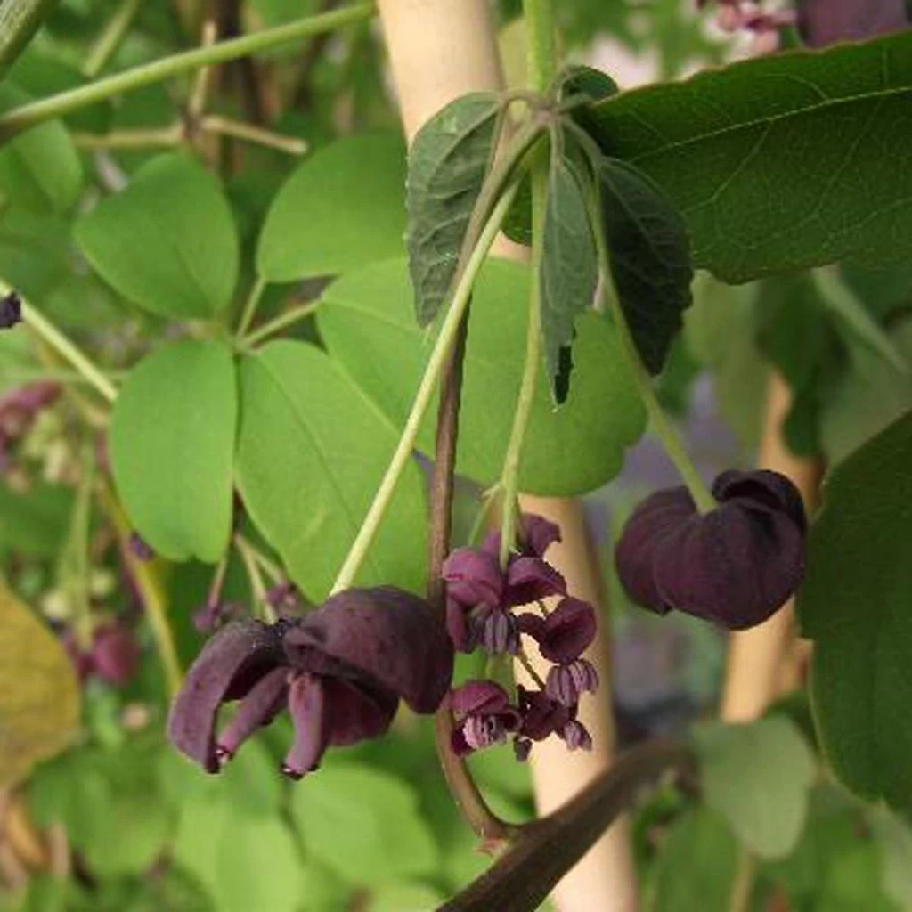 Akebia Pentaphylla - Akebie Hybride 1 Akebia Pentaphylla - Akebie Hybride