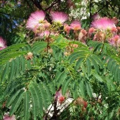 Albizia Julibrissin Rosea - Arbre à Soie Rose