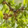 Amandier Commun - Prunus Dulcis