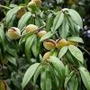 Amandier Nain Autofertile Fruit Me Almond Me - Prunus Dulcis
