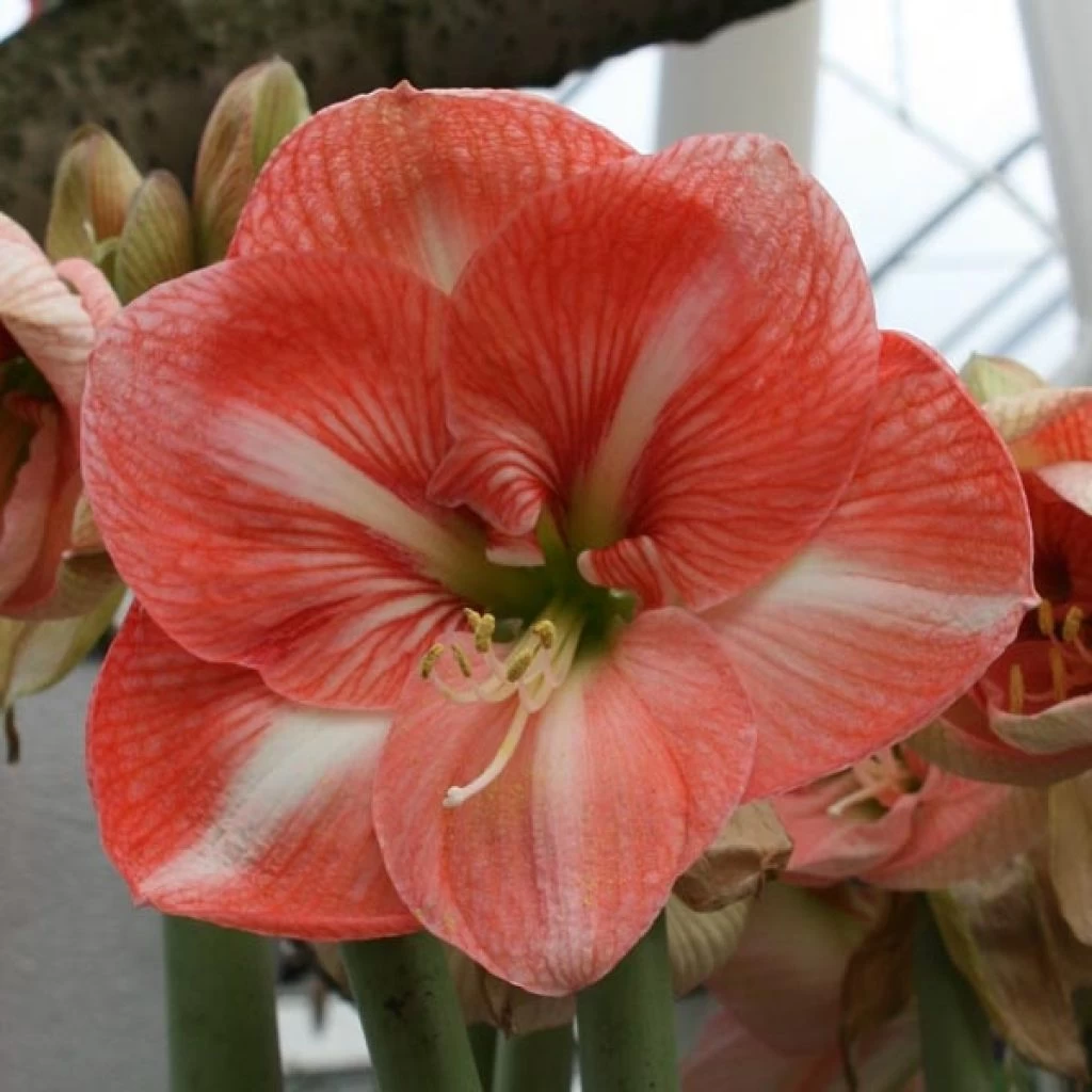 Amaryllis Faro* 1 Amaryllis Faro*