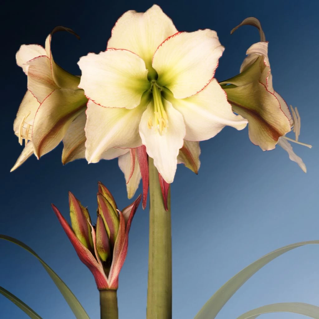 Amaryllis Lemon Cream - Hippeastrum 1 Amaryllis Lemon Cream - Hippeastrum