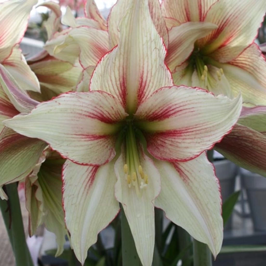 Amaryllis Magic Green 1 Amaryllis Magic Green