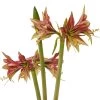 Amaryllis Cybister Mystica - Hippeastrum