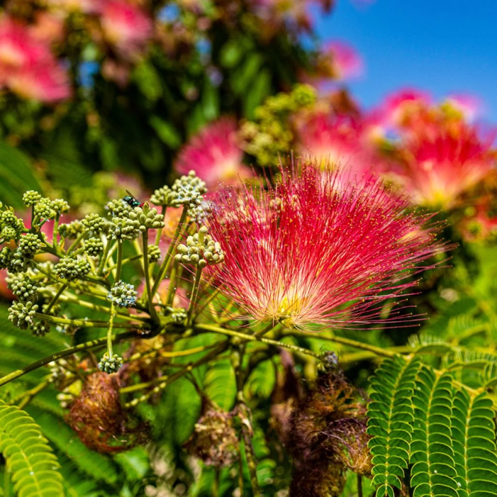 Albizia Julibrissin Rouge De Tuilière - Arbre à Soie 1 Albizia Julibrissin Rouge De Tuilière - Arbre à Soie