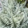 Athyrium Ghost - Fougère Femelle Hybride