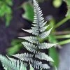 Athyrium Niponicum Pictum Metallicum - Fougère Femelle Japonaise