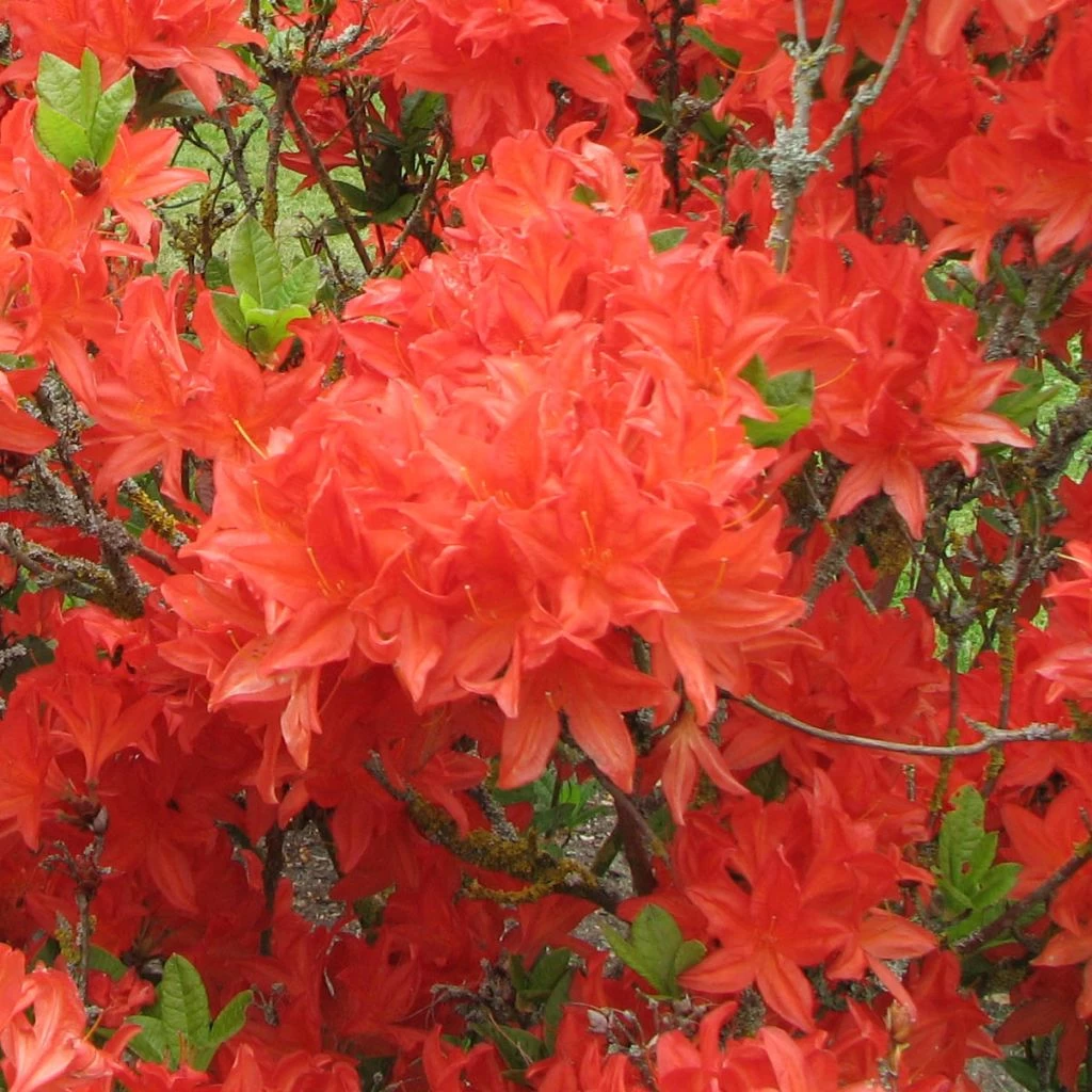 Azalée De Chine Koster's Brilliant Red - Azalea Mollis 1 Azalée De Chine Koster's Brilliant Red - Azalea Mollis