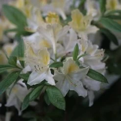Azalée De Chine Daviesii - Azalea Mollis