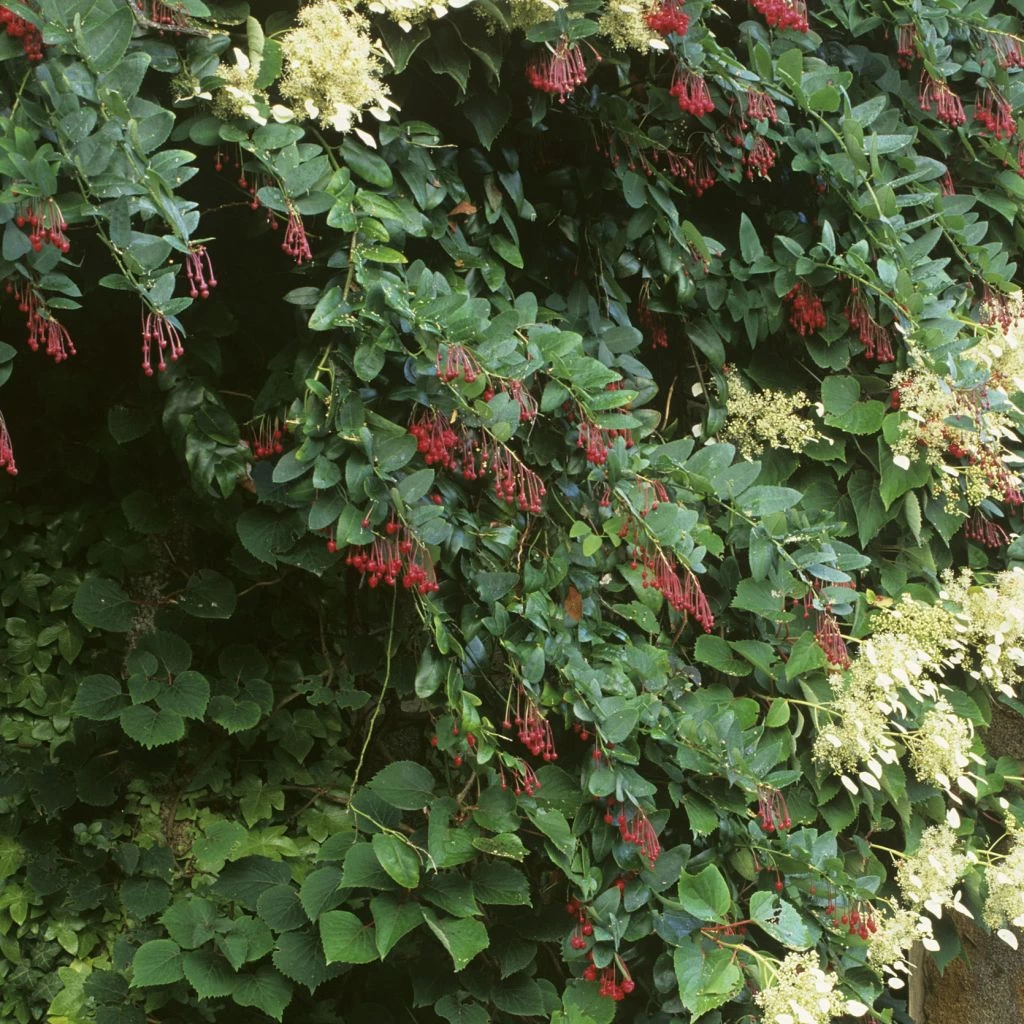 Berberidopsis Corallina - Plante Corail 1 Berberidopsis Corallina - Plante Corail