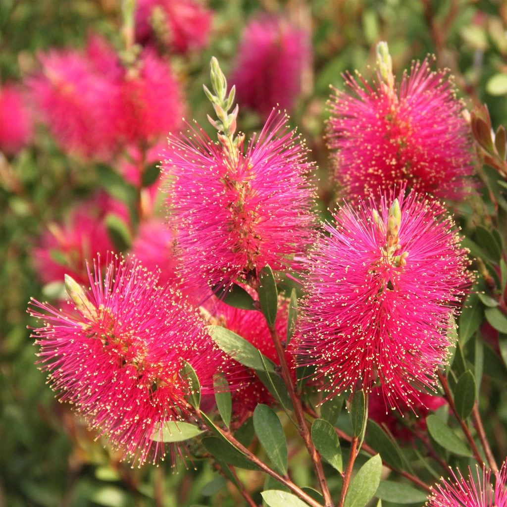 Callistemon Viminalis Hot Pink – Rince Bouteille 1 Callistemon Viminalis Hot Pink – Rince Bouteille