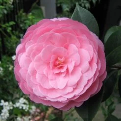 Camélia EG Waterhouse - Camellia (x) Williamsii