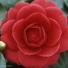 Camélia Coquetti - Camellia Japonica