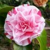 Camélia Lavinia Maggi - Camellia Japonica