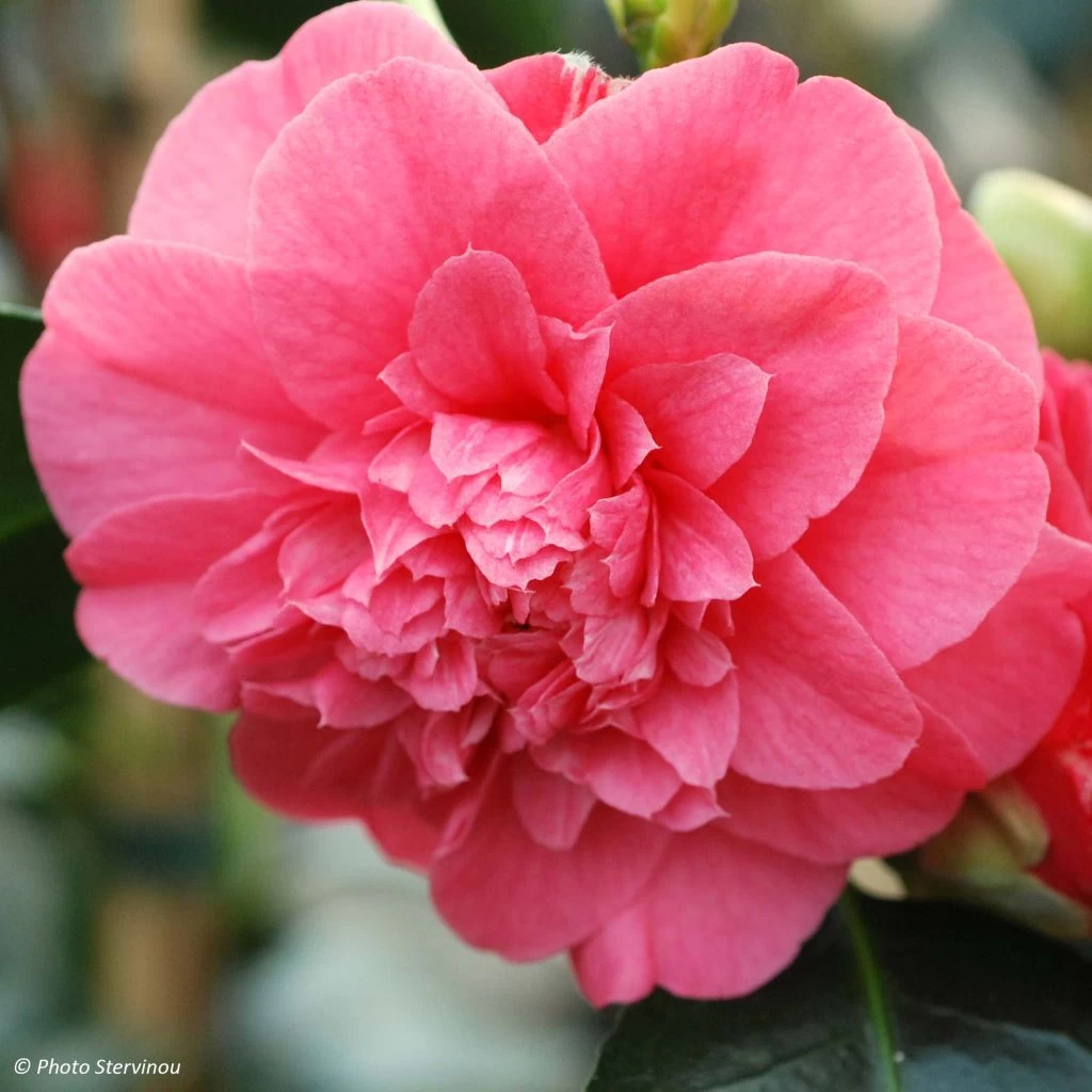 Camélia Chandleri Elegans - Camellia Japonica 1 Camélia Chandleri Elegans - Camellia Japonica