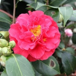 Camélia Blood Of China - Camellia Japonica