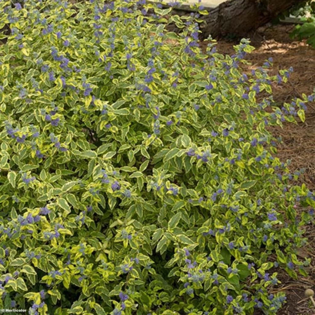 Caryopteris Summer Sorbet® - Spirée Bleue, Barbe-bleue 1 Caryopteris Summer Sorbet® - Spirée Bleue, Barbe-bleue
