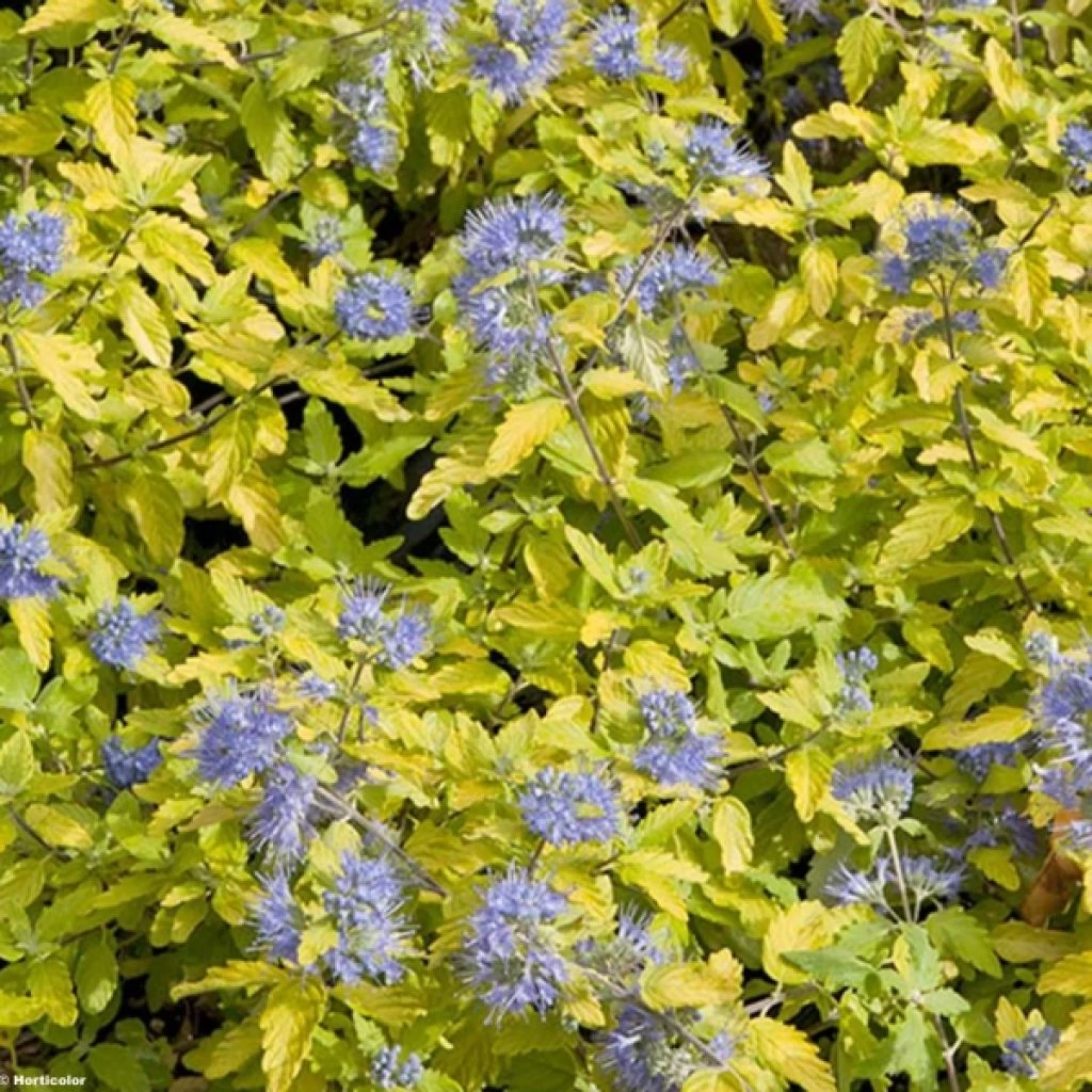 Caryopteris Incana Sunshine Blue - Barbe-bleue, Spirée Bleue 1 Caryopteris Incana Sunshine Blue - Barbe-bleue, Spirée Bleue