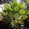 Chamaerops Humilis Vulcano - Palmier Nain