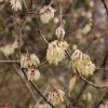 Chimonanthus Praecox Grandiflorus