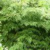 Chimonobambusa Tumidissinoda Microphylla - Bambou Moyen