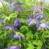 Clématite - Clematis Alpina