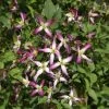 Clématite - Clematis Flammula Triternata Rubromarginata