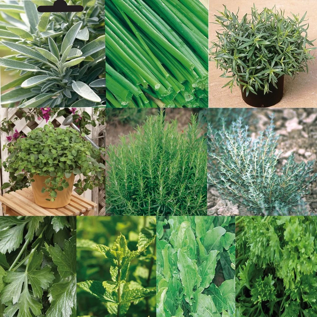 Collection De 10 Aromatiques En Plants 1 Collection De 10 Aromatiques En Plants