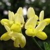 Coronille - Coronilla Valentina Subsp. Glauca Citrina