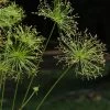 Cyperus Prolifer - Papyrus Nain