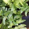 Dryopteris Championii - Fougère Persistante