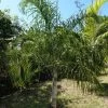 Dypsis Plumosa - Palmier Plumeux