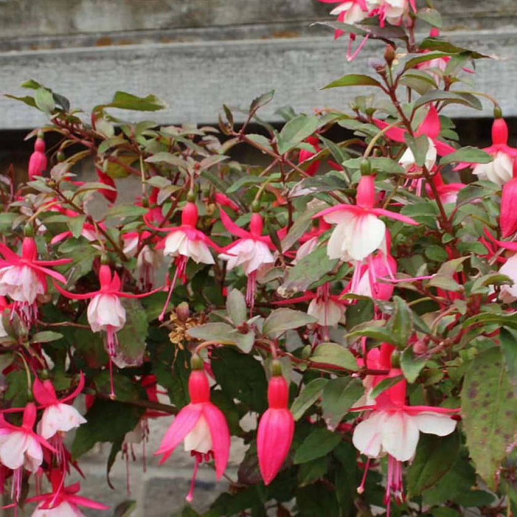 Fuchsia Rustique Alice Hoffman 1 Fuchsia Rustique Alice Hoffman