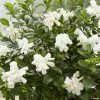 Gardenia Jasminoides Double Diamonds