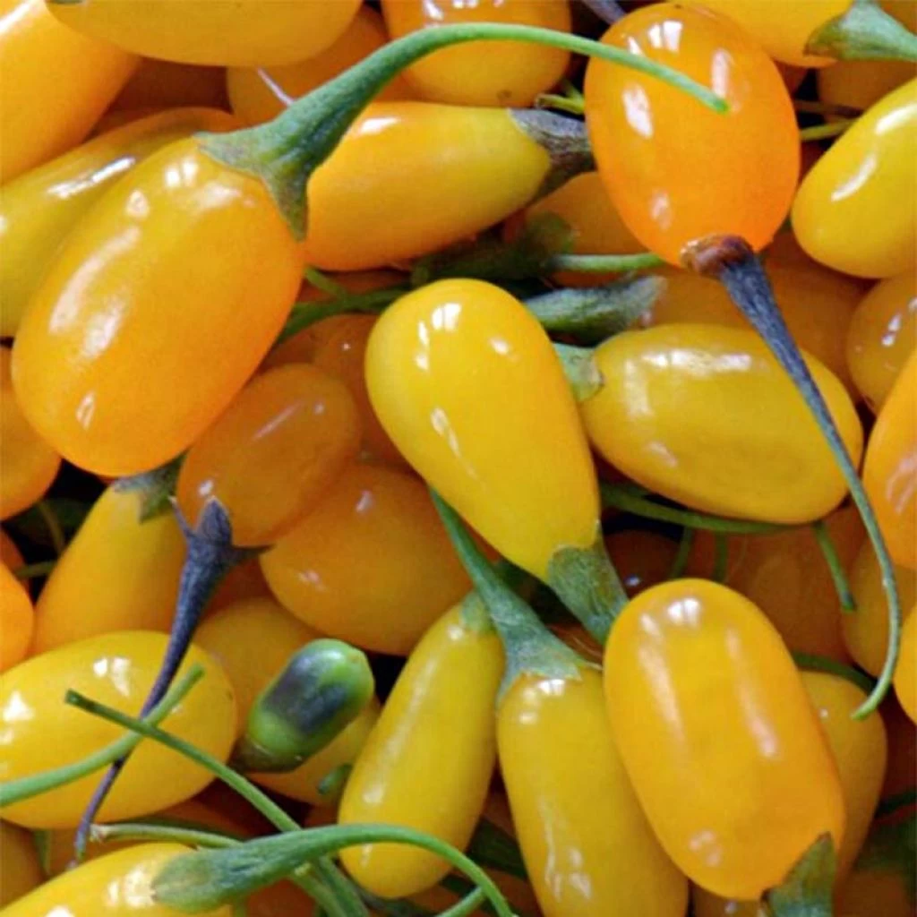 Goji Amber Sweet - Lycium Barbarum 1 Goji Amber Sweet - Lycium Barbarum