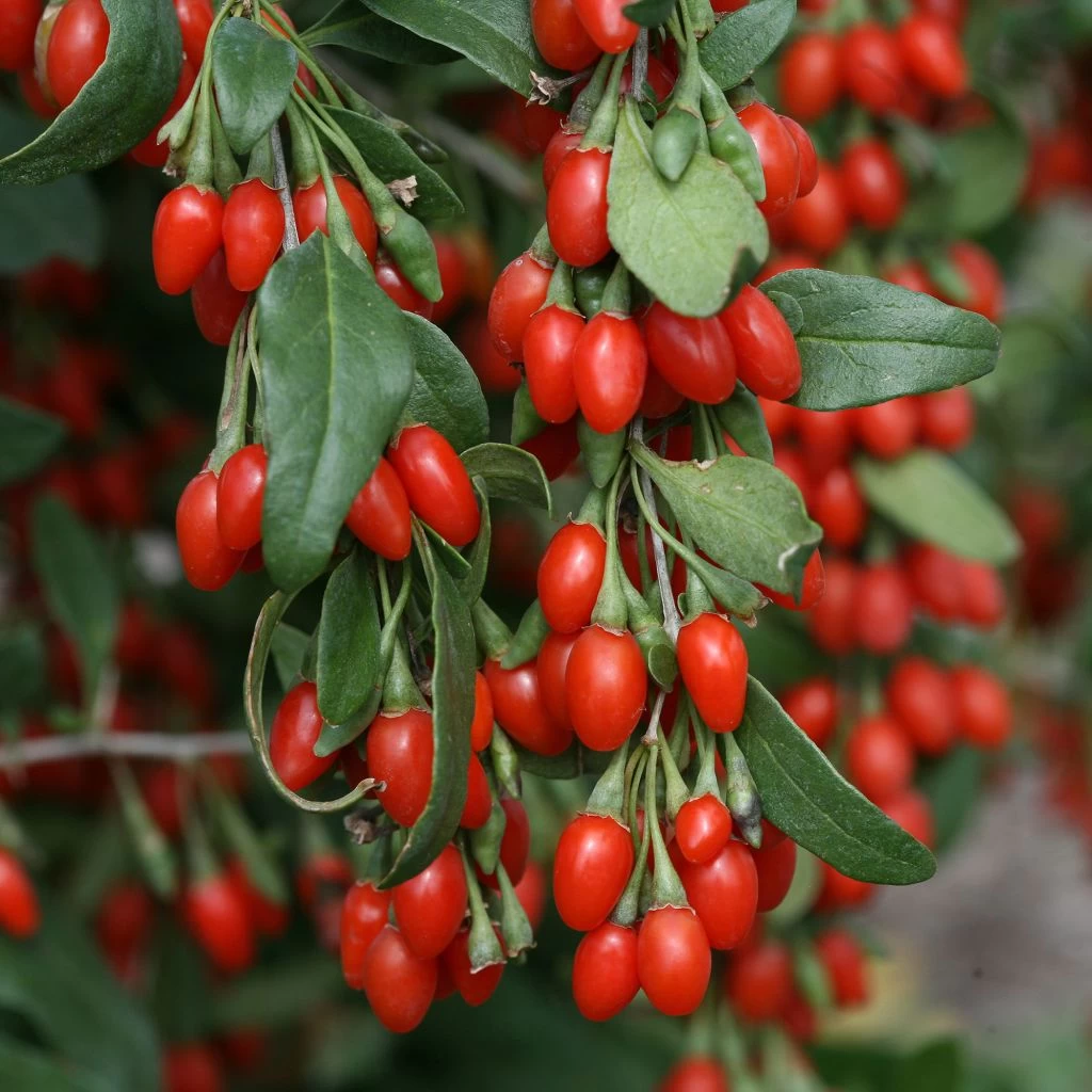 Goji Sweet Lifeberry - Lycium Barbarum 1 Goji Sweet Lifeberry - Lycium Barbarum
