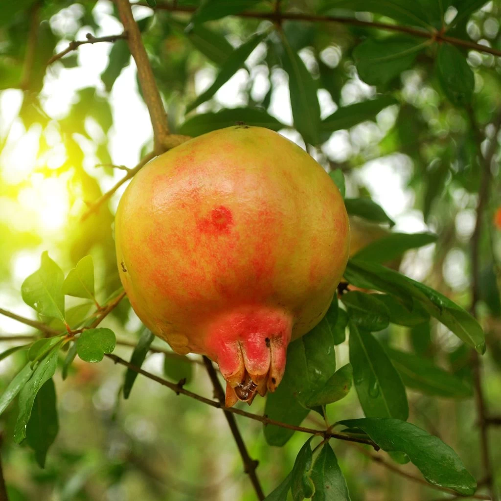 Grenadier à Fruits - Punica Granatum Mollar De Elche 1 Grenadier à Fruits - Punica Granatum Mollar De Elche