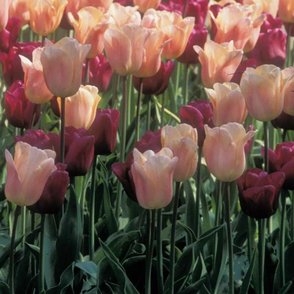 Harmonie Abricot Et Pourpre 1 Harmonie Abricot Et Pourpre