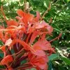 Hedychium Rubrum (deceptum) - Gingembre D'ornement