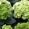Hortensia - Hydrangea Macrophylla Verdi