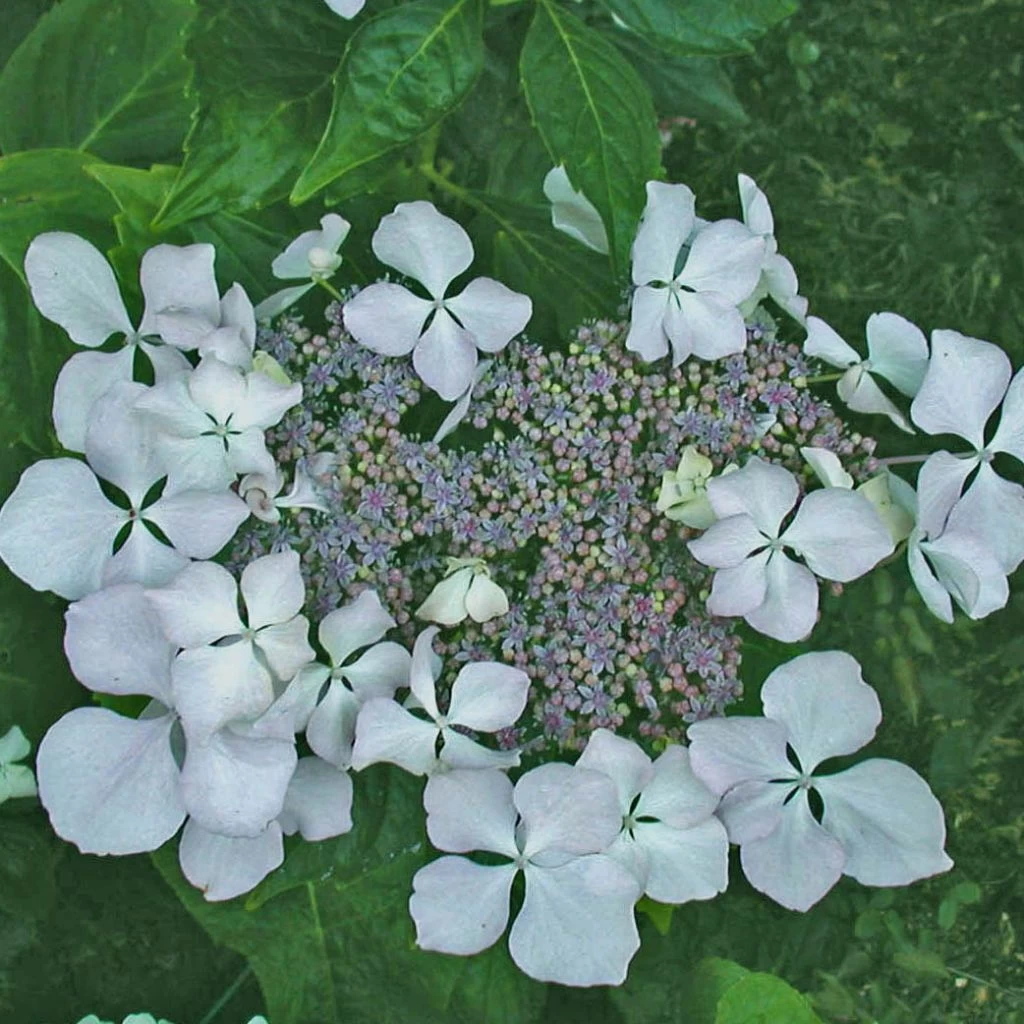 Hortensia - Hydrangea Macrophylla Beauté Vendômoise 1 Hortensia - Hydrangea Macrophylla Beauté Vendômoise